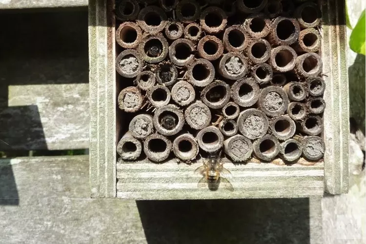 IVN natuureducatie kinderactiviteit bij Parnassia