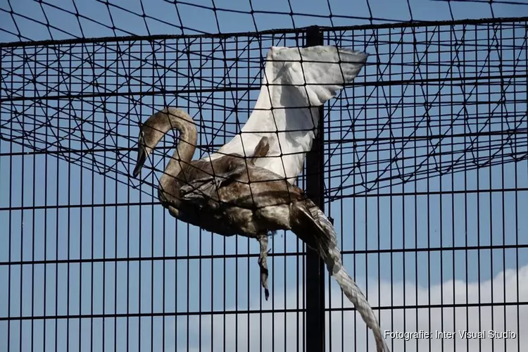 Zwaan uit benarde positie gered door hulpdiensten