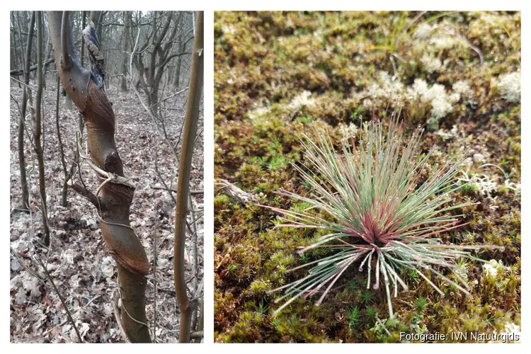 De natuur nodigt u uit voor een zoektocht naar de koning van het bos