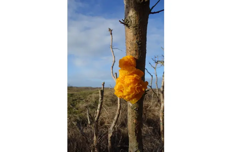 Vroege voorjaarswandeling in de duinen bij de  Schaapskooi Ber-gen op zondag 13 maart