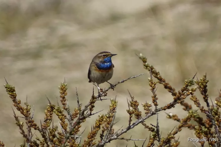 Dauwtrappen en ontbijten in de duinen op Hemelvaartsdag