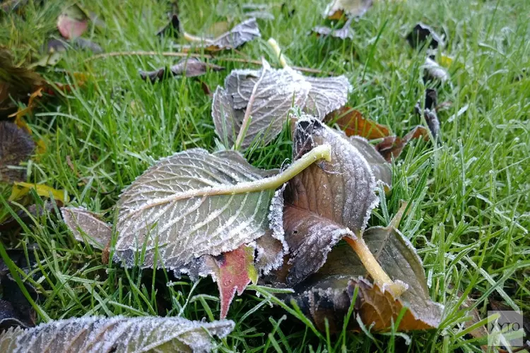 Kou houdt nog even aan, wel grotendeels droog