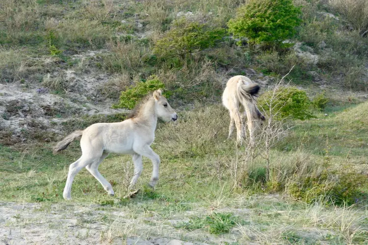 Voorjaarswandeling  in de duinen bij de  Schaapskooi Bergen  op zondag 14de  mei