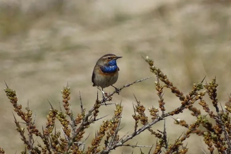 Dauwtrappen in de duinen en ontbijten op Hemelvaartsdag