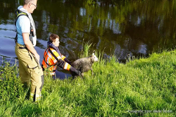 Brandweer haalt schaap uit het water in Egmond-Binnen