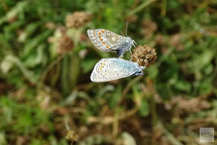 Vlinderdag - zondag 2 juli 10.00 – 16.00 uur