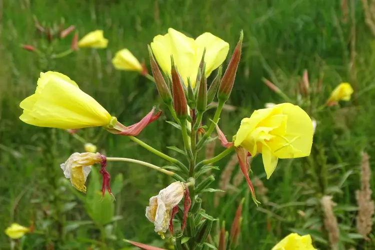 IVN-natuurwandeling in de Wimmenummerduinen op zondag 2 juli 2023