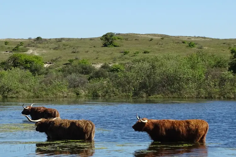 Op zoek naar grote grazers in de duinen bij de  Schaapskooi Bergen op zondag 10 september