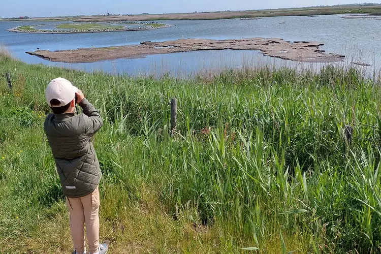 Excursie vogels in een dynamisch, oer-Hollands landschap
