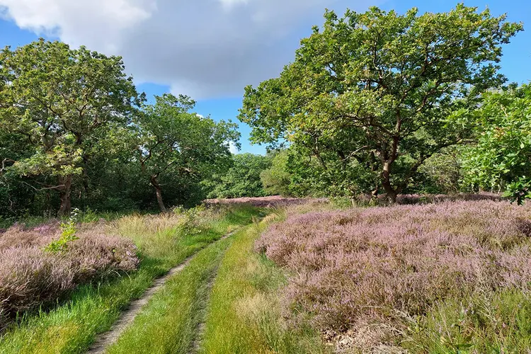 Waarom is het stil in de duinen?