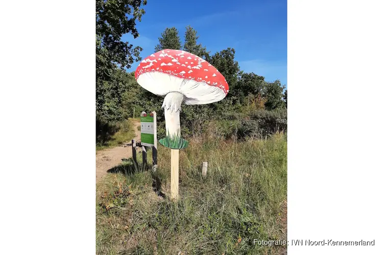 Herfstdag in de Duinheide op 13 oktober