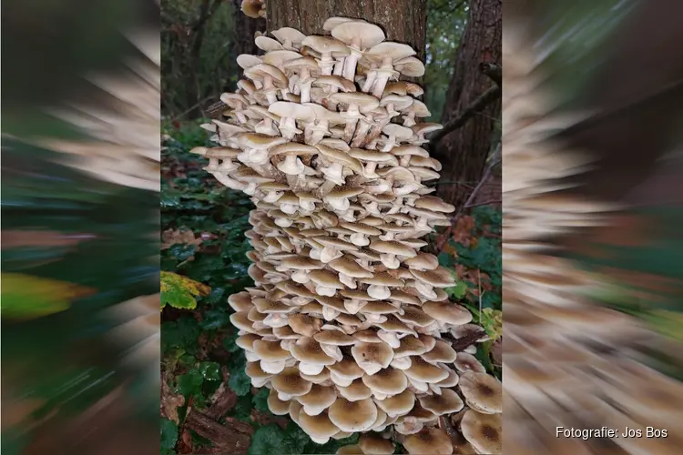 Herfstwandelingen rond de DUINHEIDE (voorheen Schaapskooi) in Bergen