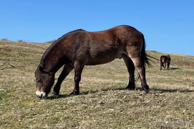 Natuur- en cultuurwandeling op zondagmiddag 2 maart in Bergen aan Zee