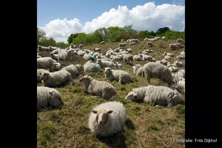 Dauwtrappen en ontbijten tussen de schapen