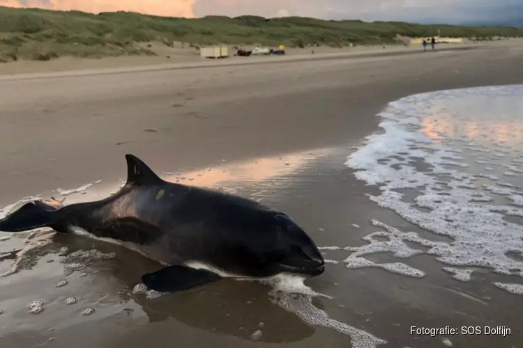 Vermagerde bruinvis gevonden op strand Egmond-Binnen