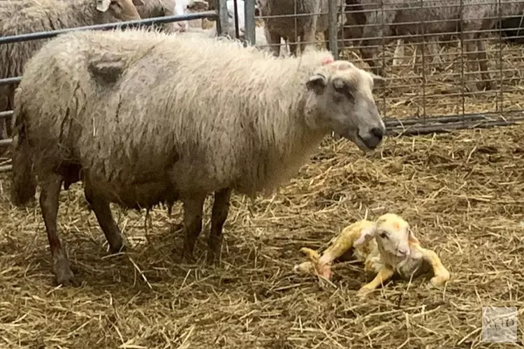 Onverwacht maar niet ongewenst: schaap bevalt twee maanden te vroeg