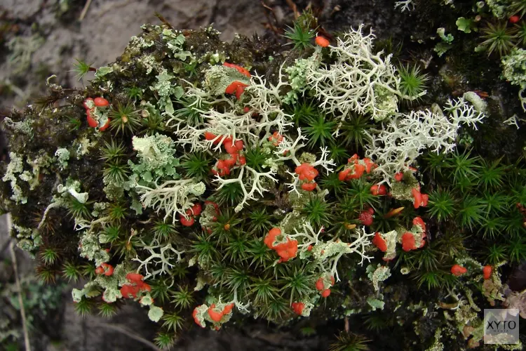 Wandeling in de duinen bij de Schaapskooi Bergen op zondag 9 februari