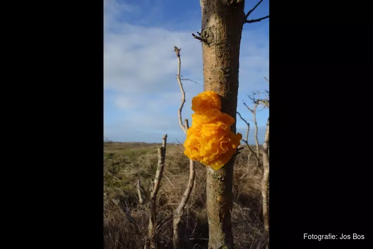 Vroege voorjaarswandeling in de duinen bij de Schaapskooi Bergen