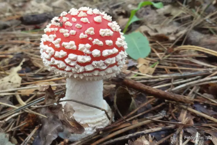 Herfstwandelingen vanaf de Schaapskooi in Bergen.