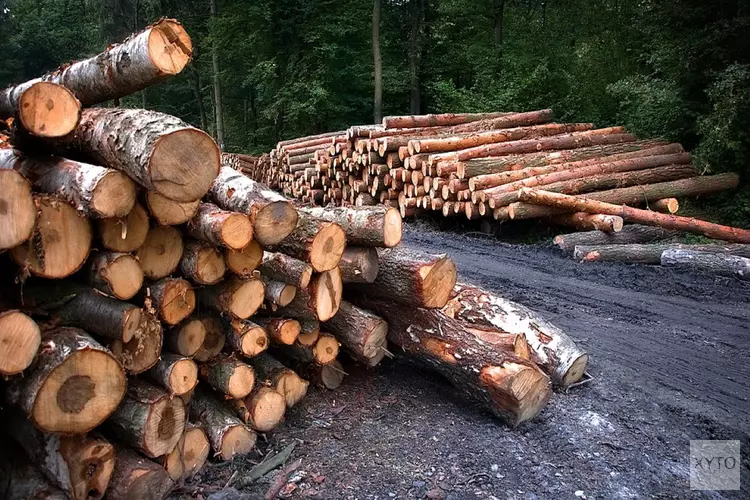 Gemeente wil herplant van gekapte bossen