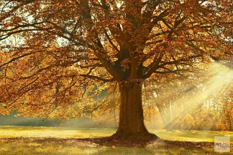 Eerst wind en regen, later in de week droog en rustig herfstweer