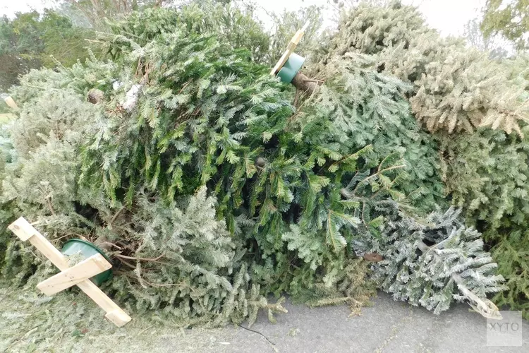 Ophaalronde kerstbomen maandagochtend 11 januari