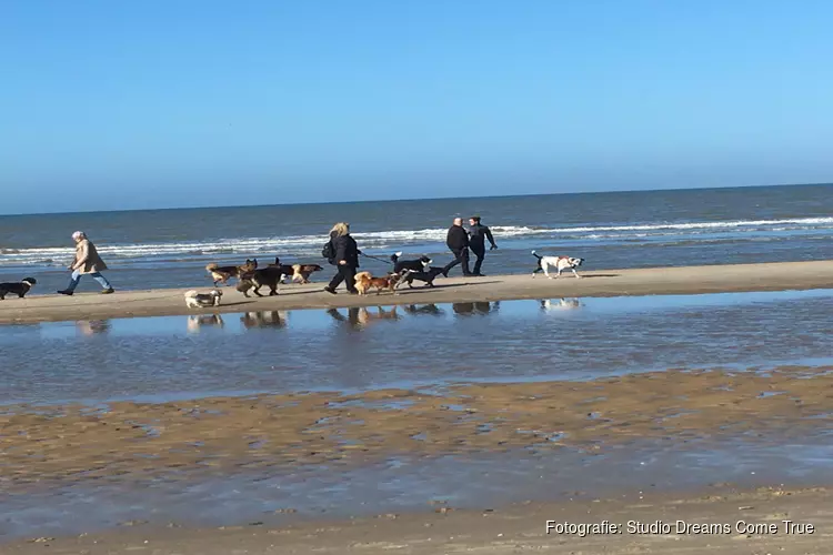 ‘Zee’ honden genieten van het strand!