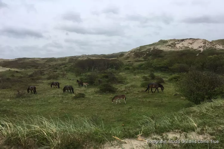 Veulentjes in de duinen bij Bergen Aan Zee