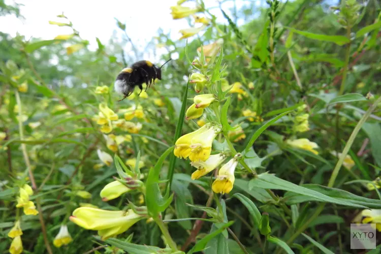 Wandeling 11 juli bij de Schaapskooi